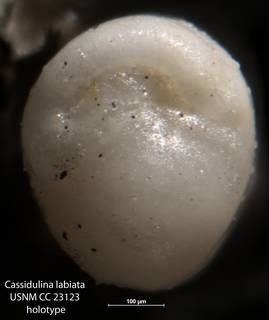 To NMNH Paleobiology Collection (Cassidulina labiata USNM CC 23123 holotype 2)