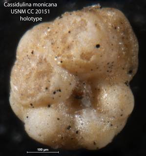 To NMNH Paleobiology Collection (Cassidulina monicana USNM CC 20151 holotype 1)