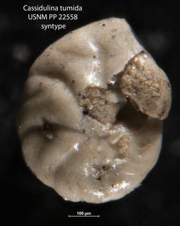 To NMNH Paleobiology Collection (Cassidulina tumida USNM PP 22558 syntype on left 1)