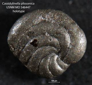To NMNH Paleobiology Collection (Cassidulinella pliocenica USNM MO 546447 holotype 1)