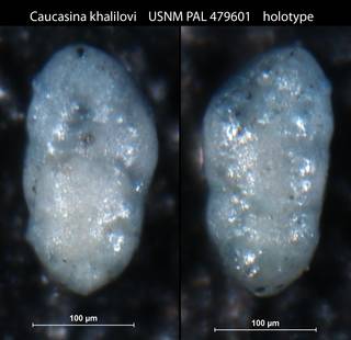 To NMNH Paleobiology Collection (Caucasina khalilovi USNM PAL 479601 holotype)