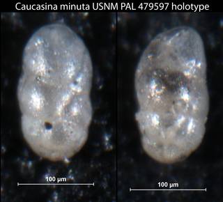 To NMNH Paleobiology Collection (Caucasina minuta USNM PAL 479597 holotype)
