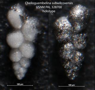 To NMNH Paleobiology Collection (Cheiloguembelina subwilcoxensis USNM PAL 328700 holotype)