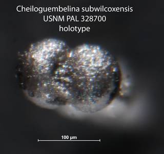 To NMNH Paleobiology Collection (Cheiloguembelina subwilcoxensis USNM PAL 328700 holotype)