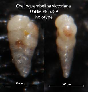 To NMNH Paleobiology Collection (Cheiloguembelina victoriana USNM PR 5789 holotype)