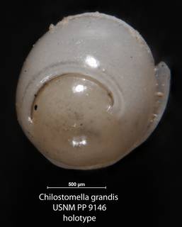 To NMNH Paleobiology Collection (Chilostomella grandis USNM PP 9146 holotype 2)