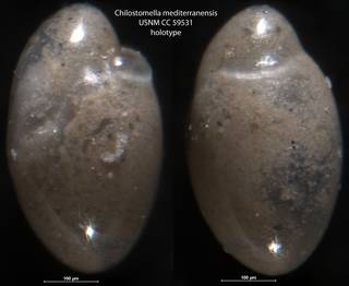 To NMNH Paleobiology Collection (Chilostomella mediterranensis USNM CC 59531 holotype)