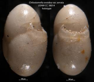 To NMNH Paleobiology Collection (Chilostomella ovoidea var. serrata USNM CC 38014 holotype)