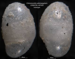 To NMNH Paleobiology Collection (Chilostomella subtriangularis USNM PAL 487620 holotype)