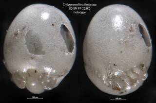 To NMNH Paleobiology Collection (Chilostomellina fimbriata USNM PP 20280 holotype)