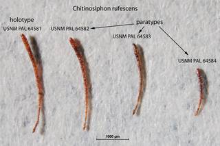 To NMNH Paleobiology Collection (Chitinosiphon rufescens USNM PAL 64581-4 holotype and paratypes)