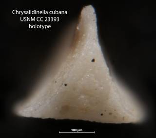 To NMNH Paleobiology Collection (Chrysalidinella cubana USNM CC 23393 holotype)