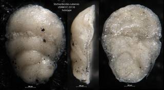 To NMNH Paleobiology Collection (Stichocibicides cubensis USNM CC 23110 holotype)