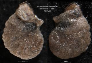 To NMNH Paleobiology Collection (Stichocibicides subcretacea USNM PAL 371556 holotype)
