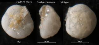 To NMNH Paleobiology Collection (Streblus miniacea USNM CC 63621 holotype)