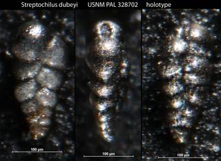 To NMNH Paleobiology Collection (Streptochilus dubeyi USNM PAL 328702 holotype)