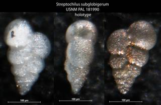 To NMNH Paleobiology Collection (Streptochilus subglobigerum USNM PAL 181990 holotype)