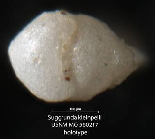 To NMNH Paleobiology Collection (Suggrunda kleinpelli USNM MO 560217 holotype 2)