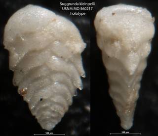 To NMNH Paleobiology Collection (Suggrunda kleinpelli USNM MO 560217 holotype)