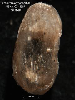 To NMNH Paleobiology Collection (Technitella archaeonitida USNM CC 45587 holotype)
