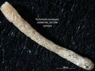 To NMNH Paleobiology Collection (Technitella mestayeri USNM PAL 361098 syntype)