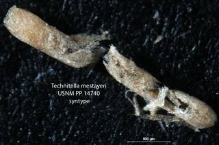 To NMNH Paleobiology Collection (Technitella mestayeri USNM PP 14740 syntype)
