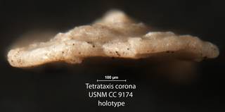To NMNH Paleobiology Collection (Tetrataxis corona USNM CC 9174 holotype 2)