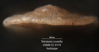 To NMNH Paleobiology Collection (Tetrataxis scutella USNM CC 9179 holotype 2)