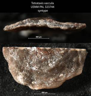 To NMNH Paleobiology Collection (Tetrataxis vaccula USNM PAL 323744 syntype)