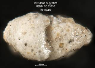 To NMNH Paleobiology Collection (Textularia aegyptica USNM CC 55556 holotype 2)