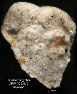 To NMNH Paleobiology Collection (Textularia aegyptica USNM CC 55556 holotype)