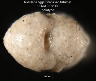 To NMNH Paleobiology Collection (Textularia agglutinans var. fistulosa USNM PP 8330 holotype 2)