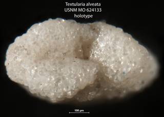 To NMNH Paleobiology Collection (Textularia alveata USNM MO 624133 holotype 2)