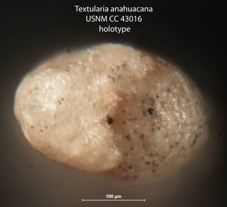 To NMNH Paleobiology Collection (Textularia anahuacana USNM CC 43016 holotype 2)