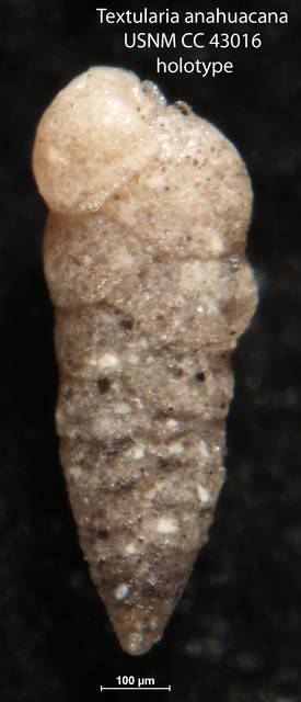 To NMNH Paleobiology Collection (Textularia anahuacana USNM CC 43016 holotype)