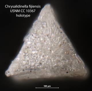 To NMNH Paleobiology Collection (Chrysalidinella fijiensis USNM CC 10367 holotype 2)