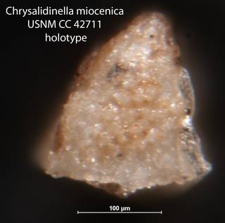 To NMNH Paleobiology Collection (Chrysalidinella miocenica USNM CC 42711 holotype 2)