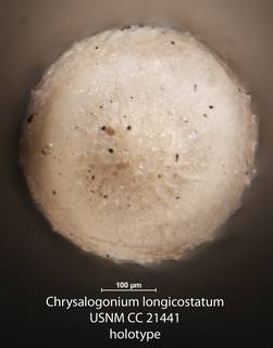 To NMNH Paleobiology Collection (Chrysalogonium longicostatum USNM CC 21441 holotype 2)