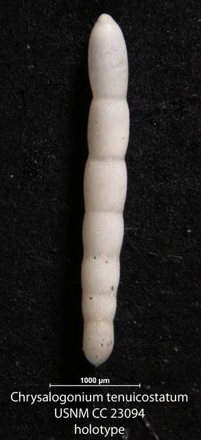 To NMNH Paleobiology Collection (Chrysalogonium tenuicostatum USNM CC 23094 holotype)