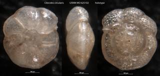 To NMNH Paleobiology Collection (Cibicides circularis USNM MO 625102 holotype)