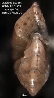To NMNH Paleobiology Collection (Cibicides elegans USNM CC 62999 paratype pl26 f26)