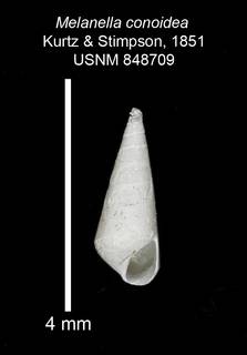 To NMNH Extant Collection (IZ MOL 848709 Shell apertural view plate)