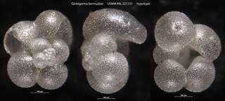 To NMNH Paleobiology Collection (Globigerina bermudezi USNM PAL 221731 hypotype)