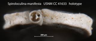 To NMNH Paleobiology Collection (Spiroloculina manifesta USNM CC 41633 holotype 2)
