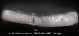 To NMNH Paleobiology Collection (Spiroloculina marshallana USNM MO 548615 holotype 2)