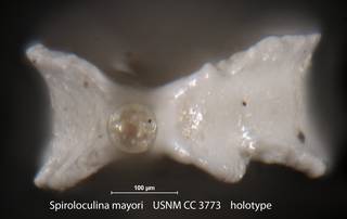 To NMNH Paleobiology Collection (Spiroloculina mayori USNM CC 3773 holotype 2)