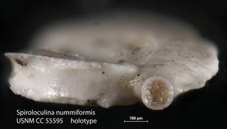 To NMNH Paleobiology Collection (Spiroloculina nummiformis USNM CC 55595 holotype 2)