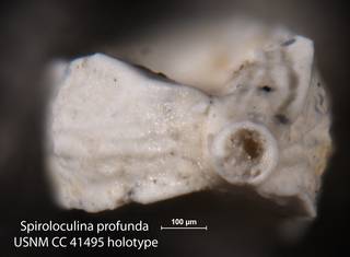 To NMNH Paleobiology Collection (Spiroloculina profunda USNM CC 41495 holotype 2)