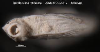 To NMNH Paleobiology Collection (Spiroloculina reticulosa USNM MO 325312 holotype 2)