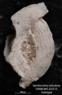To NMNH Paleobiology Collection (Spiroloculina reticulosa USNM MO 325312 holotype 1)